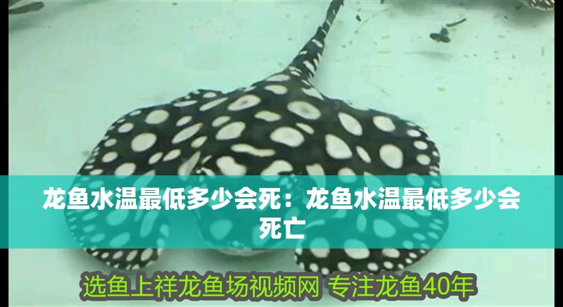 龍魚水溫最低多少會死：龍魚水溫最低多少會死亡