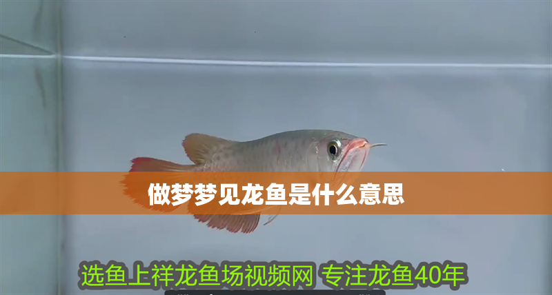 做夢夢見龍魚是什么意思