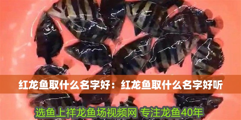 紅龍魚取什么名字好：紅龍魚取什么名字好聽