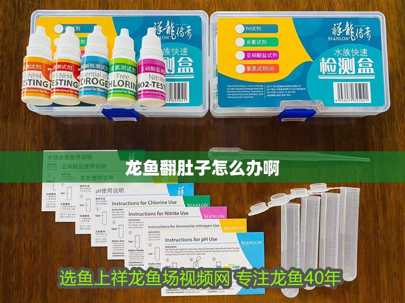 龍魚翻肚子怎么辦啊