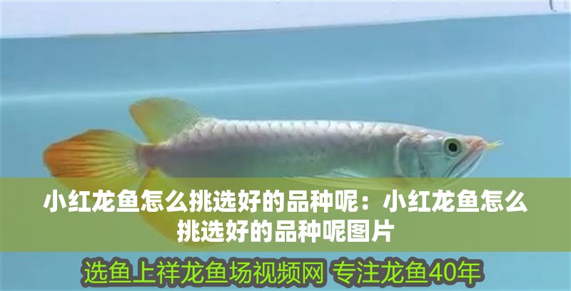 小紅龍魚怎么挑選好的品種呢：小紅龍魚怎么挑選好的品種呢圖片