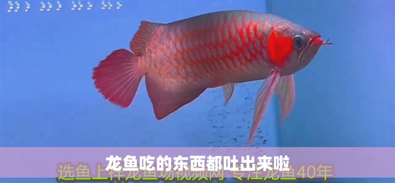 龍魚吃的東西都吐出來啦