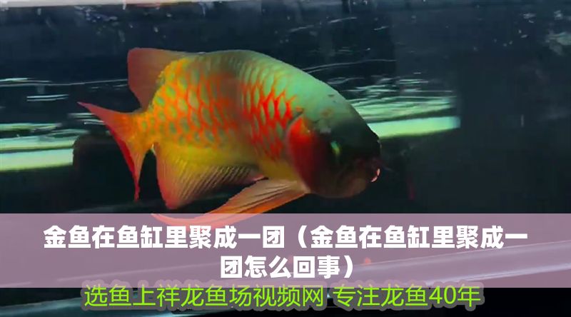 金魚在魚缸里聚成一團(tuán)（金魚在魚缸里聚成一團(tuán)怎么回事）