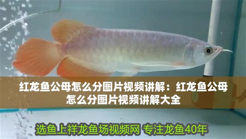 紅龍魚公母怎么分圖片視頻講解：紅龍魚公母怎么分圖片視頻講解大全