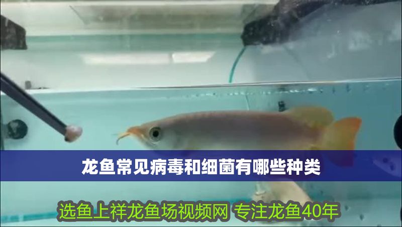 龍魚常見病毒和細(xì)菌有哪些種類