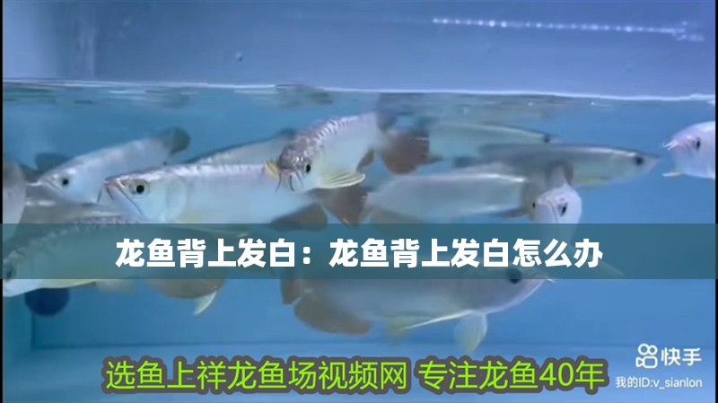 龍魚背上發白：龍魚背上發白怎么辦
