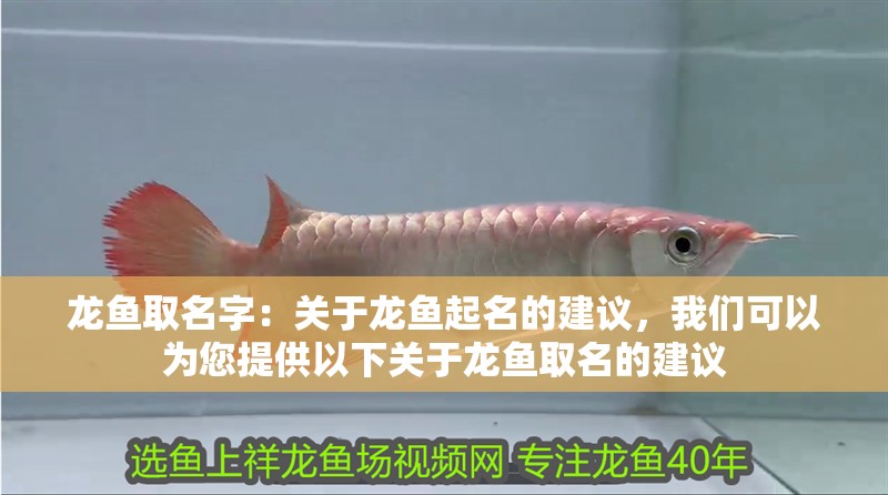 龍魚取名字：關于龍魚起名的建議，我們可以為您提供以下關于龍魚取名的建議