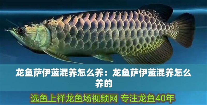 龍魚薩伊藍(lán)混養(yǎng)怎么養(yǎng)：龍魚薩伊藍(lán)混養(yǎng)怎么養(yǎng)的