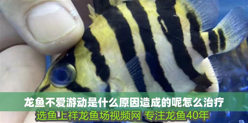 龍魚不愛游動(dòng)是什么原因造成的呢怎么治療