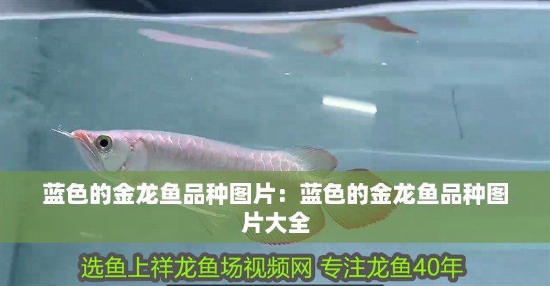 藍色的金龍魚品種圖片：藍色的金龍魚品種圖片大全