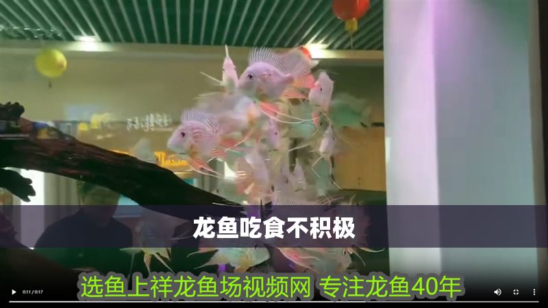 龍魚吃食不積極
