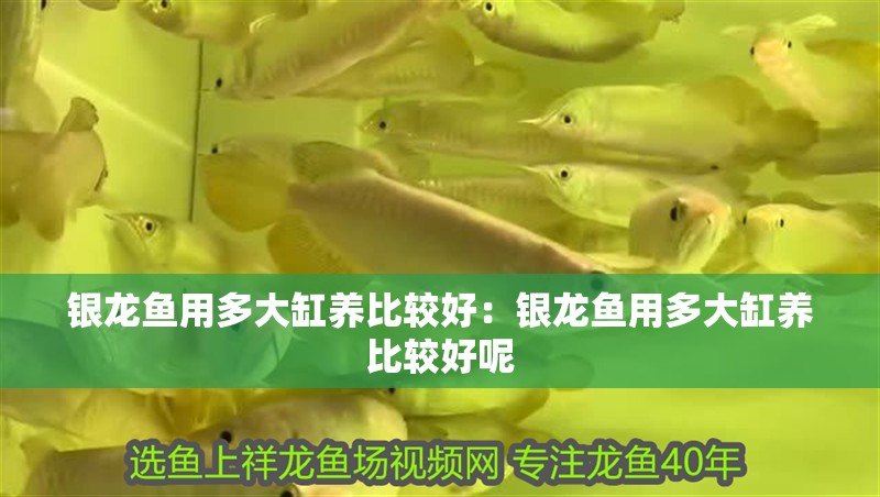 銀龍魚用多大缸養比較好：銀龍魚用多大缸養比較好呢