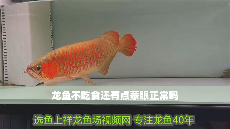 龍魚不吃食還有點蒙眼正常嗎