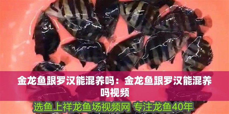 金龍魚跟羅漢能混養嗎：金龍魚跟羅漢能混養嗎視頻