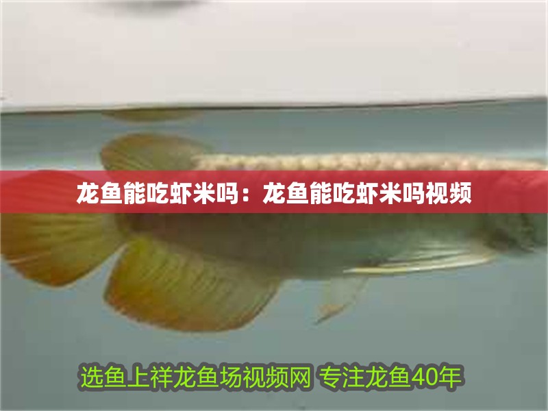 龍魚能吃蝦米嗎:龍魚能吃蝦米嗎視頻 水族問答 龍魚能吃蝦米嗎:龍魚能吃蝦米嗎視頻 龍魚能吃蝦米嗎:龍魚能吃蝦米嗎視頻 水族問答