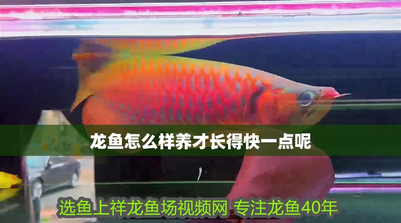 龍魚怎么樣養才長得快一點呢