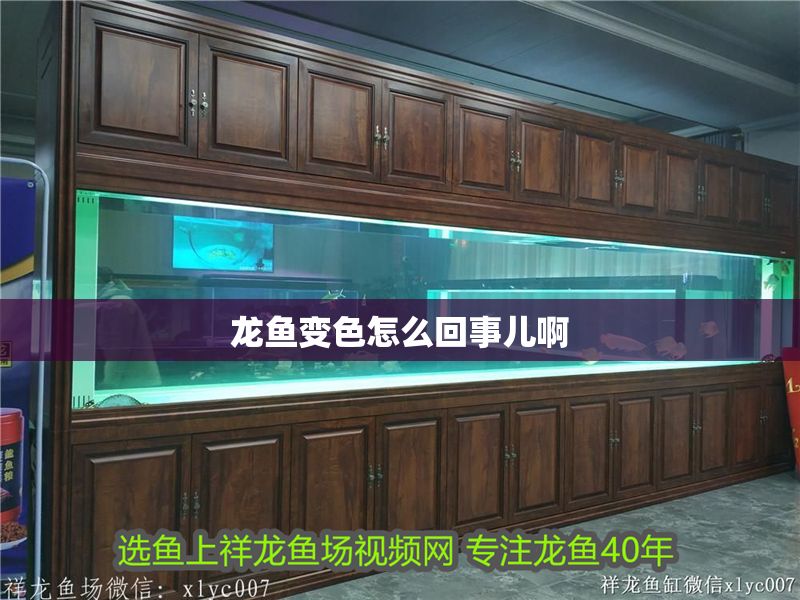 龍魚變色怎么回事兒啊 龍魚變色怎么回事兒啊 龍魚百科 第2張
