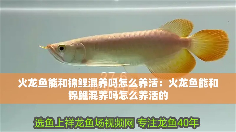 火龍魚能和錦鯉混養嗎怎么養活：火龍魚能和錦鯉混養嗎怎么養活的