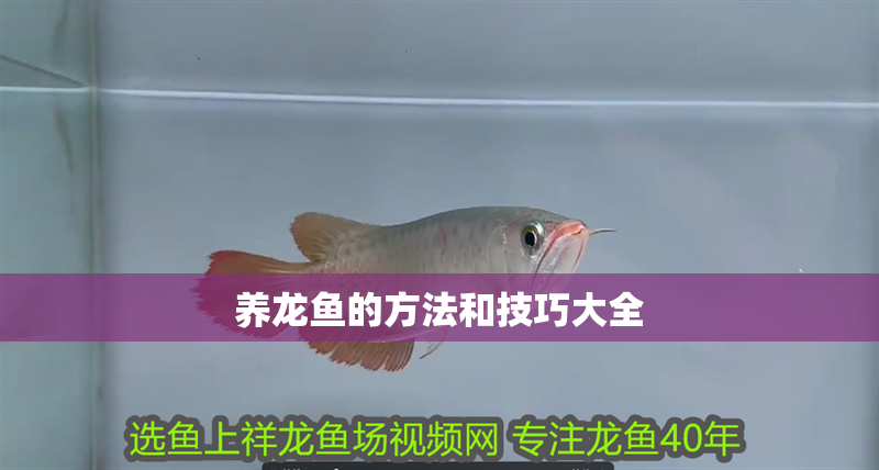 養龍魚的方法和技巧大全