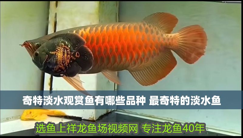奇特淡水觀賞魚有哪些品種 最奇特的淡水魚