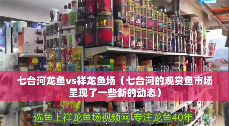 七臺河龍魚vs祥龍魚場（七臺河的觀賞魚市場呈現了一些新的動態）