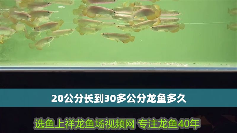 20公分長(zhǎng)到30多公分龍魚多久