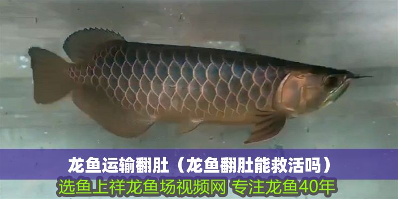 龍魚運輸翻肚（龍魚翻肚能救活嗎）