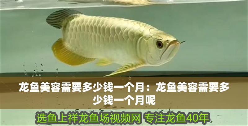 龍魚美容需要多少錢一個月：龍魚美容需要多少錢一個月呢