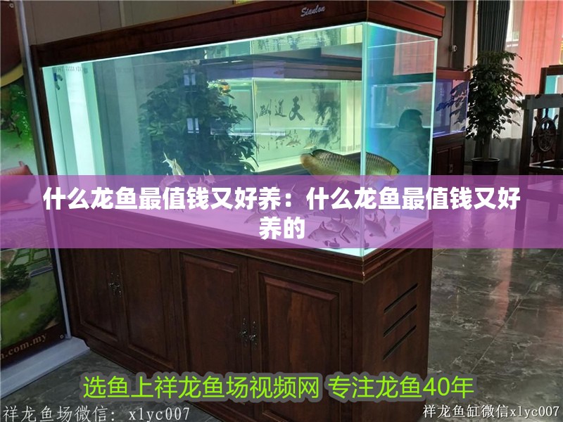 什么龍魚最值錢又好養：什么龍魚最值錢又好養的 什么龍魚最值錢又好養：什么龍魚最值錢又好養的 水族問答