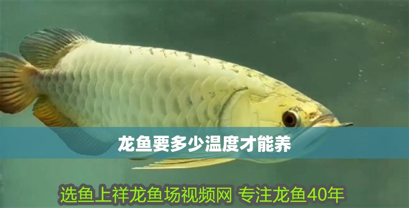 龍魚要多少溫度才能養(yǎng)