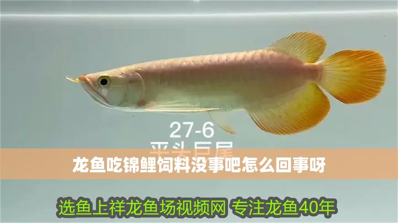 龍魚吃錦鯉飼料沒事吧怎么回事呀 龍魚吃錦鯉飼料沒事吧怎么回事呀 龍魚百科 第2張