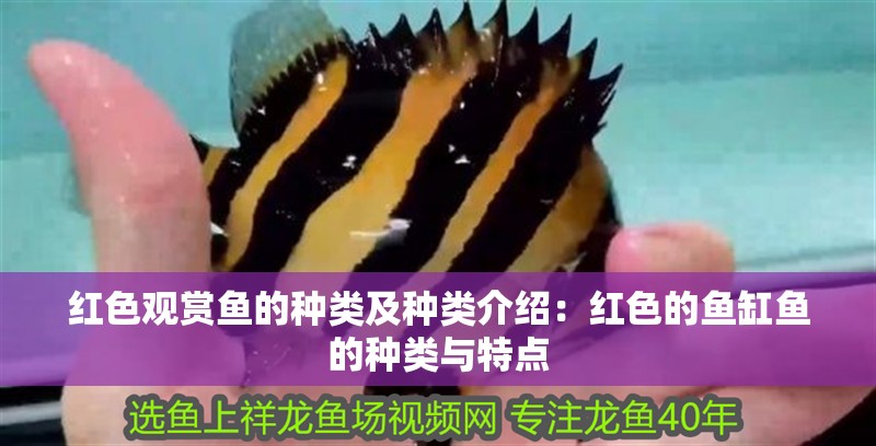 紅色觀賞魚的種類及種類介紹：紅色的魚缸魚的種類與特點