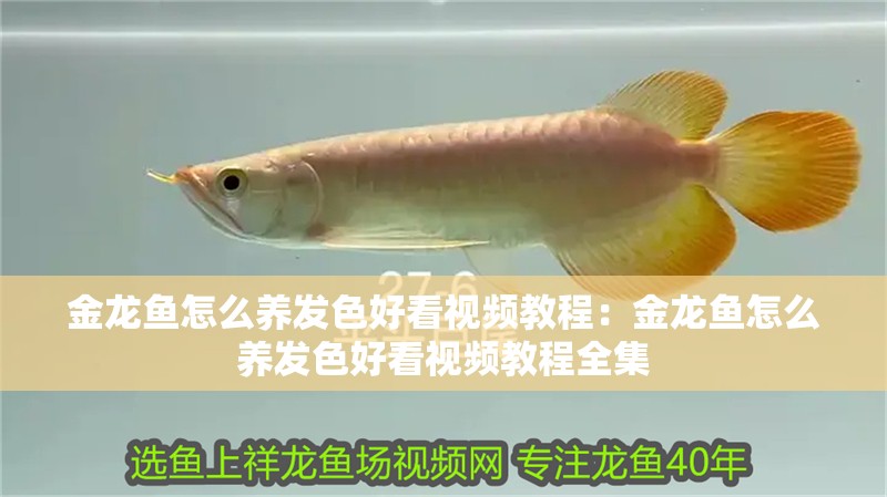 金龍魚怎么養發色好看視頻教程：金龍魚怎么養發色好看視頻教程全集 金龍魚怎么養發色好看視頻教程：金龍魚怎么養發色好看視頻教程全集 水族問答
