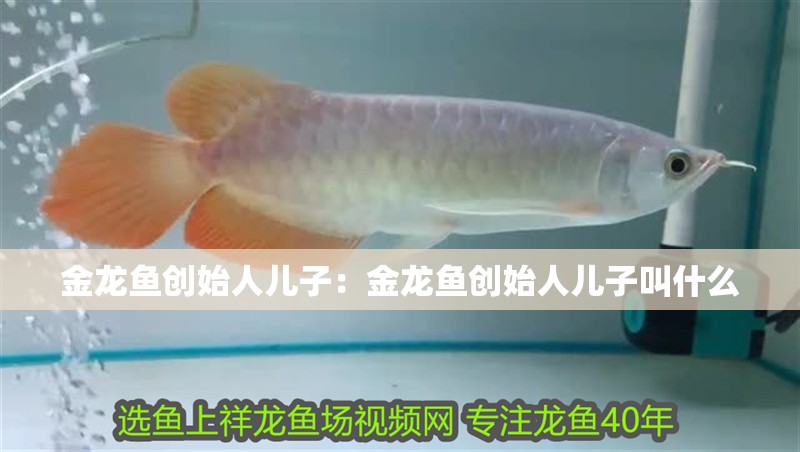 金龍魚創始人兒子：金龍魚創始人兒子叫什么 金龍魚創始人兒子：金龍魚創始人兒子叫什么 水族問答