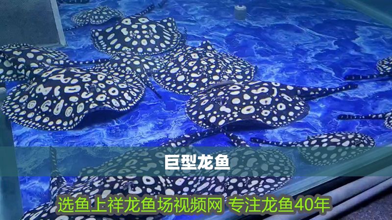 巨型龍魚