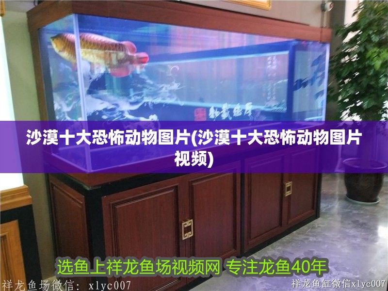 沙漠十大恐怖動物圖片(沙漠十大恐怖動物圖片視頻)