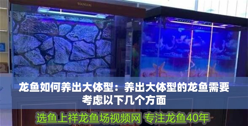 龍魚如何養出大體型：養出大體型的龍魚需要考慮以下幾個方面