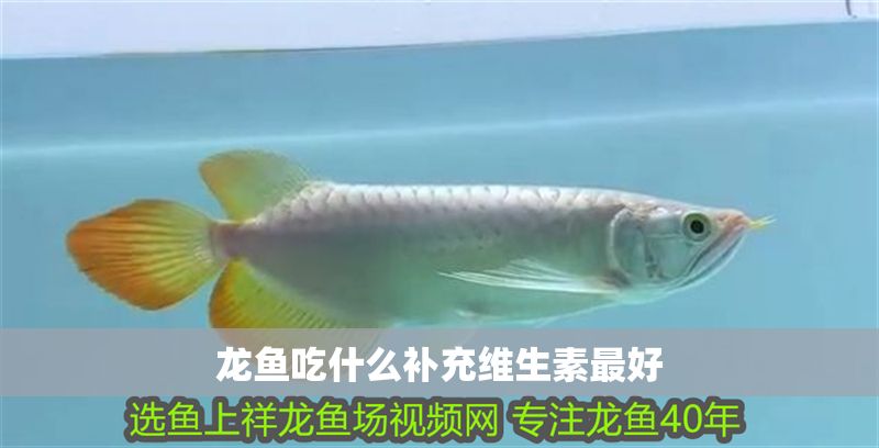 龍魚吃什么補(bǔ)充維生素最好