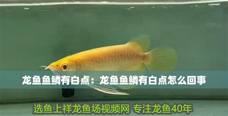 龍魚魚鱗有白點：龍魚魚鱗有白點怎么回事