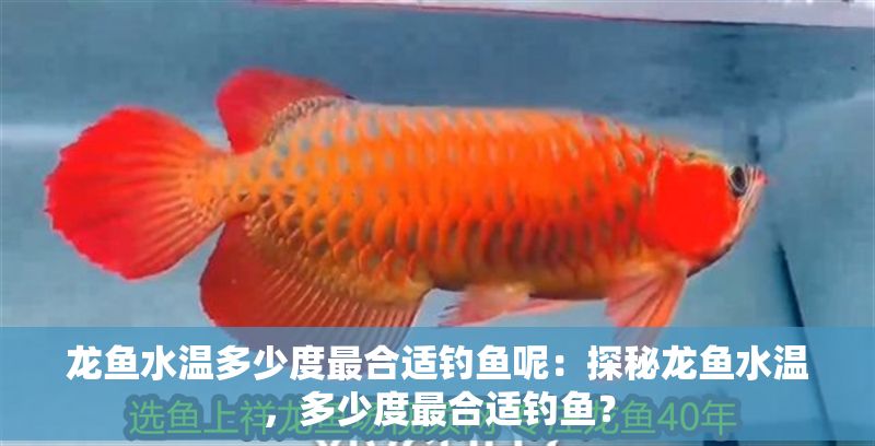 龍魚水溫多少度最合適釣魚呢：探秘龍魚水溫，多少度最合適釣魚？