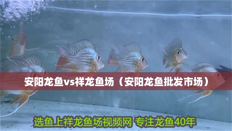 安陽龍魚vs祥龍魚場(chǎng)（安陽龍魚批發(fā)市場(chǎng)）