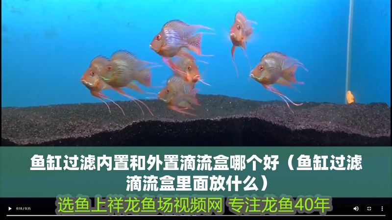 魚缸過濾內(nèi)置和外置滴流盒哪個(gè)好（魚缸過濾滴流盒里面放什么）