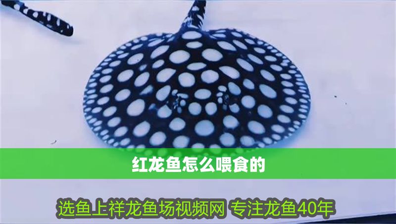 紅龍魚怎么喂食的
