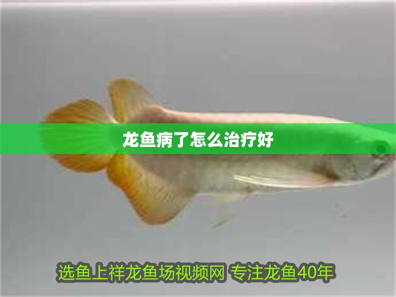 龍魚病了怎么治療好