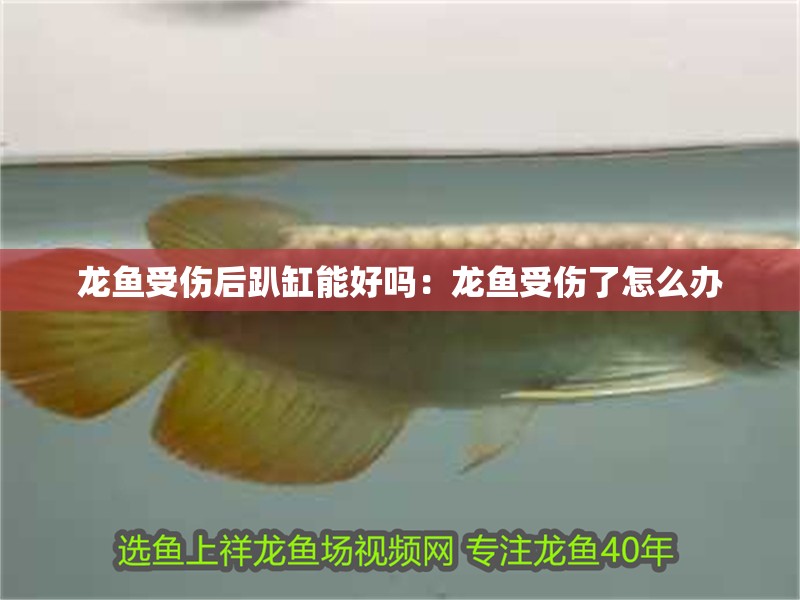 龍魚受傷后趴缸能好嗎：龍魚受傷了怎么辦