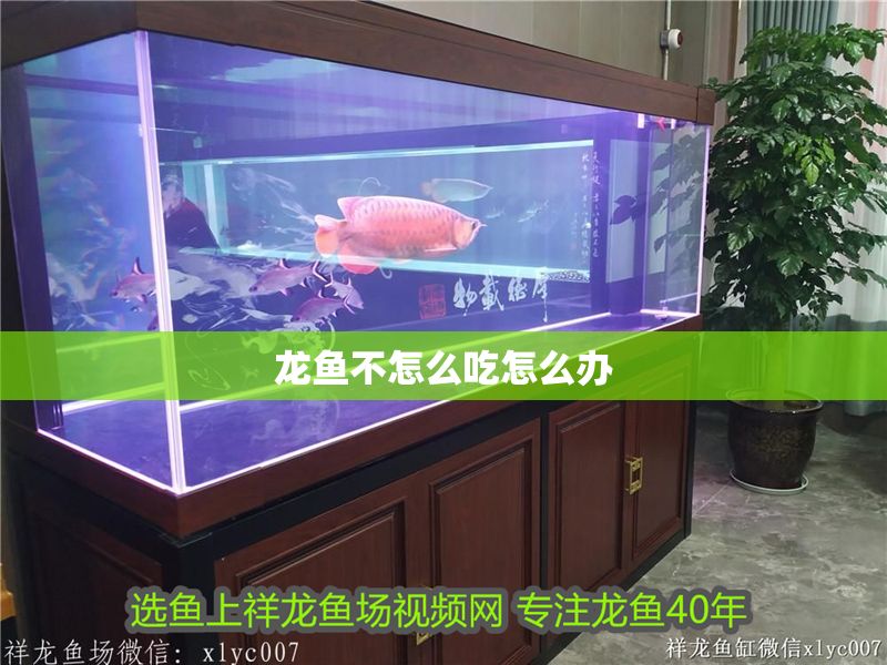 龍魚不怎么吃怎么辦