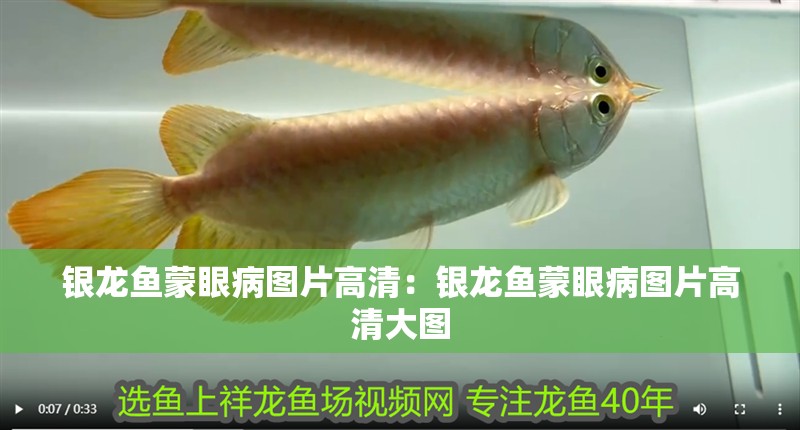 銀龍魚蒙眼病圖片高清：銀龍魚蒙眼病圖片高清大圖