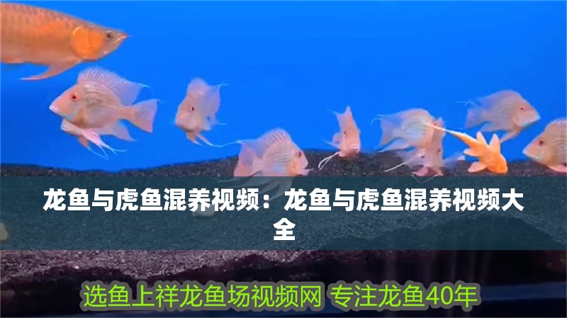 龍魚與虎魚混養視頻：龍魚與虎魚混養視頻大全