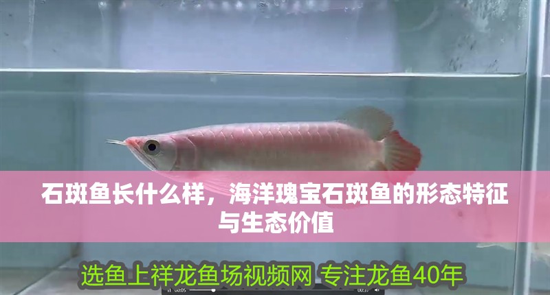 石斑魚長什么樣，海洋瑰寶石斑魚的形態特征與生態價值