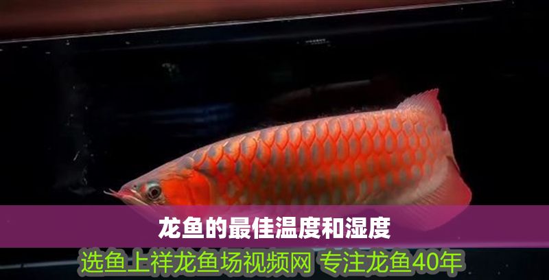龍魚(yú)的最佳溫度和濕度
